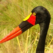 Photo de Jabiru