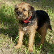 Photo de Border terrier