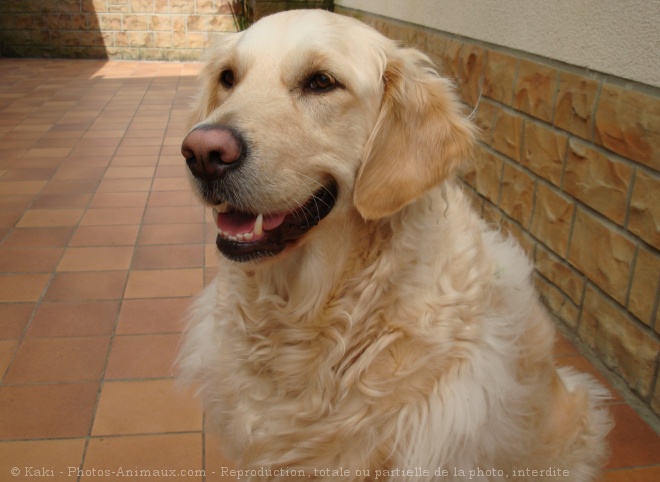 Photo de Golden retriever