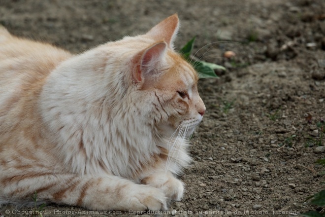 Photo de Bengal