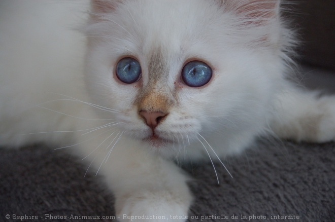 Photo de Sacr de birmanie