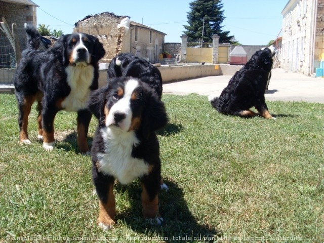 Photo de Bouvier bernois