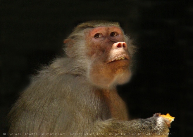 Photo de Singe - baboin