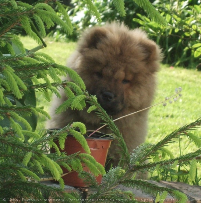 Photo de Chow chow