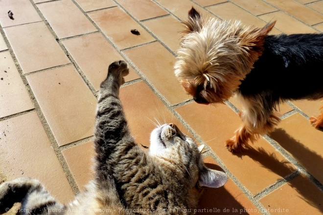 Photo de Races diffrentes