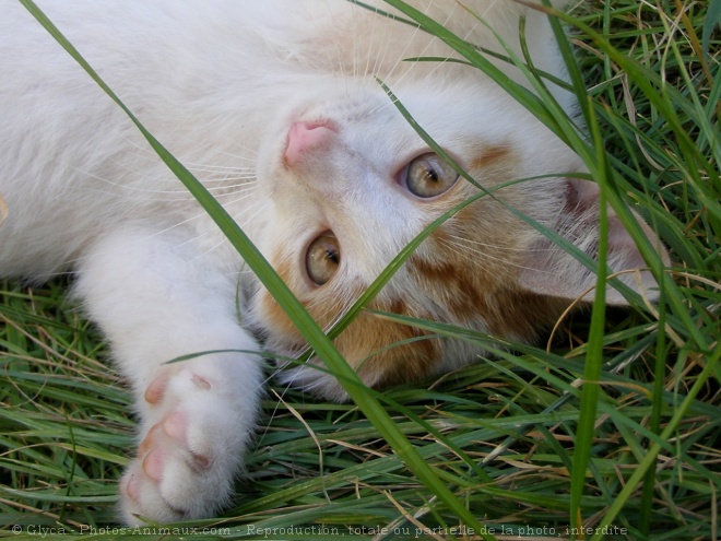 Photo de Chat domestique