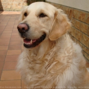 Photo de Golden retriever