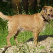 Photo de Border terrier