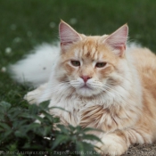 Photo de Maine coon