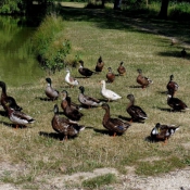 Photo de Canard