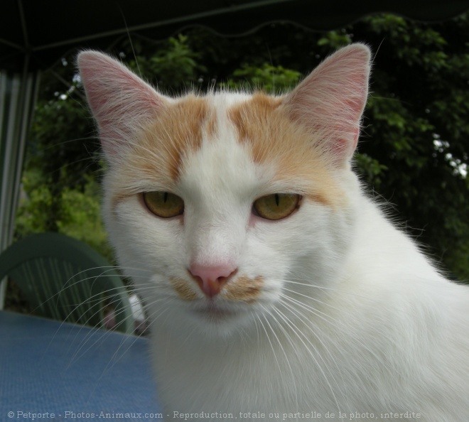 Photo de Chat domestique