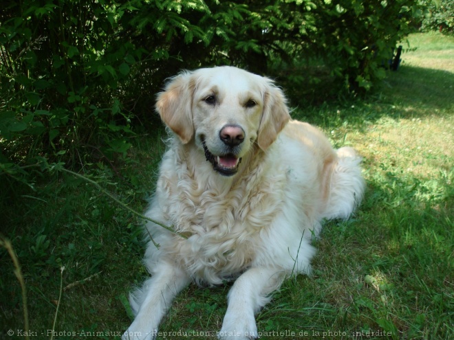 Photo de Golden retriever