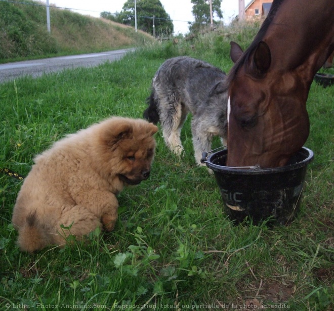 Photo de Quarter horse