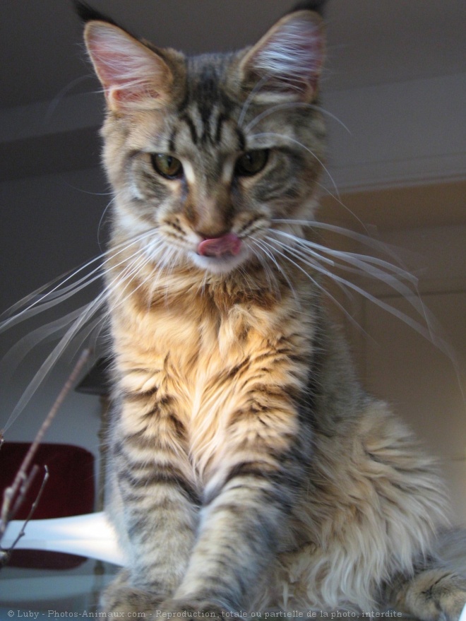 Photo de Maine coon