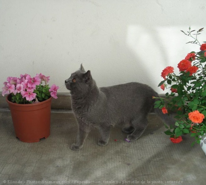 Photo de Chartreux