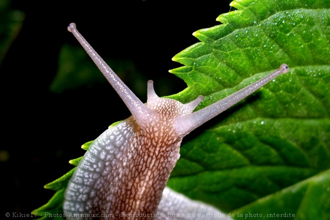 Photo d'Escargot