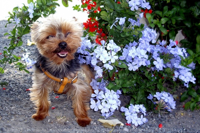 Photo de Yorkshire terrier