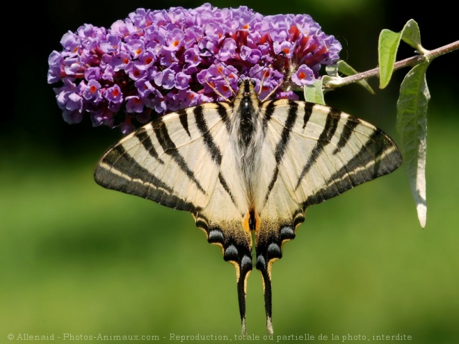 Photo de Papillon - flamb