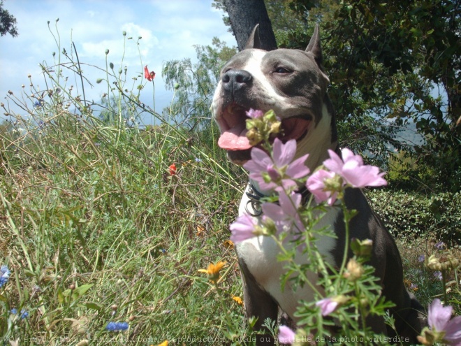 Photo d'American staffordshire terrier