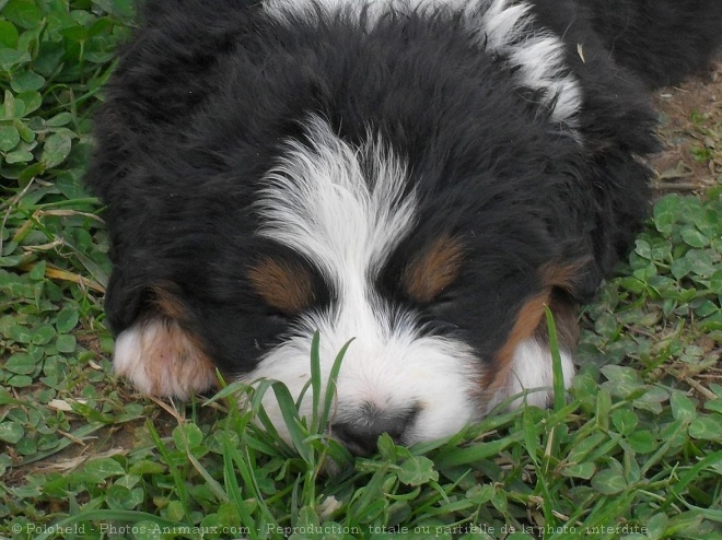 Photo de Bouvier bernois