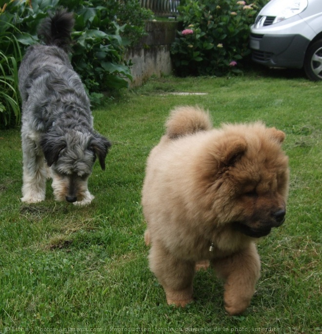 Photo de Races diffrentes