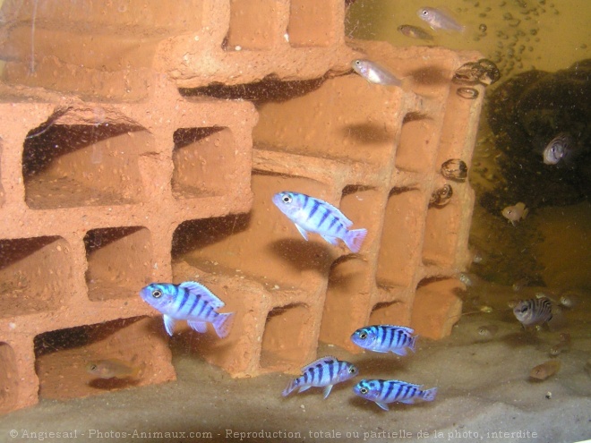 Photo de Poissons exotiques