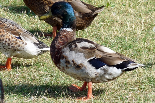 Photo de Canard