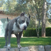 Photo d'American staffordshire terrier