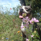 Photo d'American staffordshire terrier