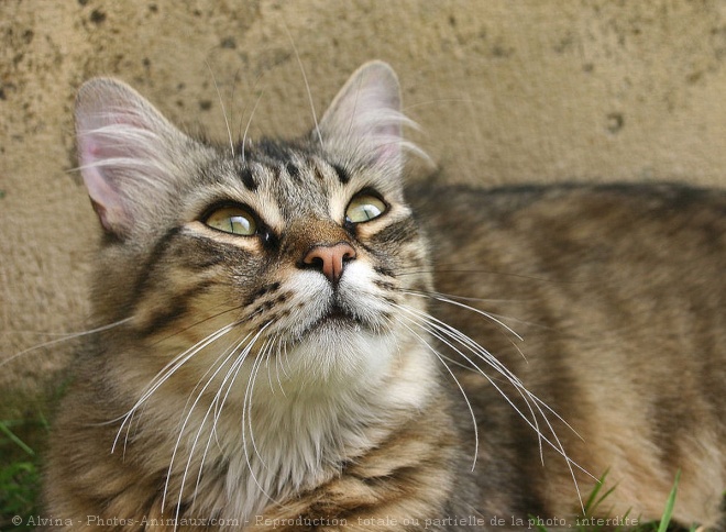 Photo de Chat domestique