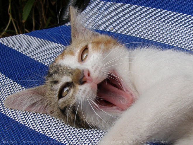 Photo de Chat domestique