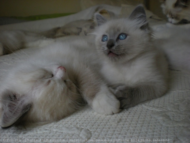 Photo de Ragdoll