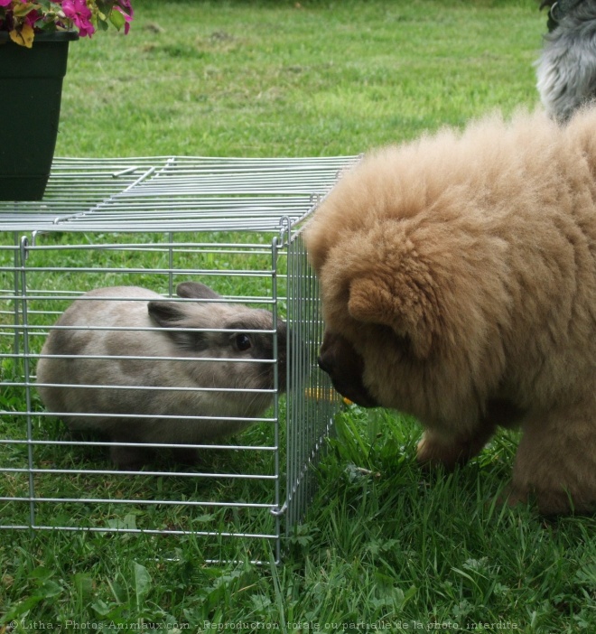 Photo de Races diffrentes