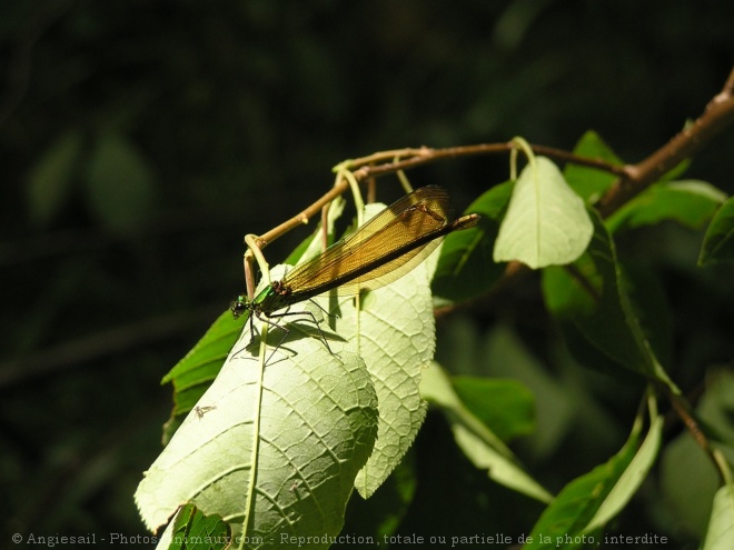 Photo de Libellule