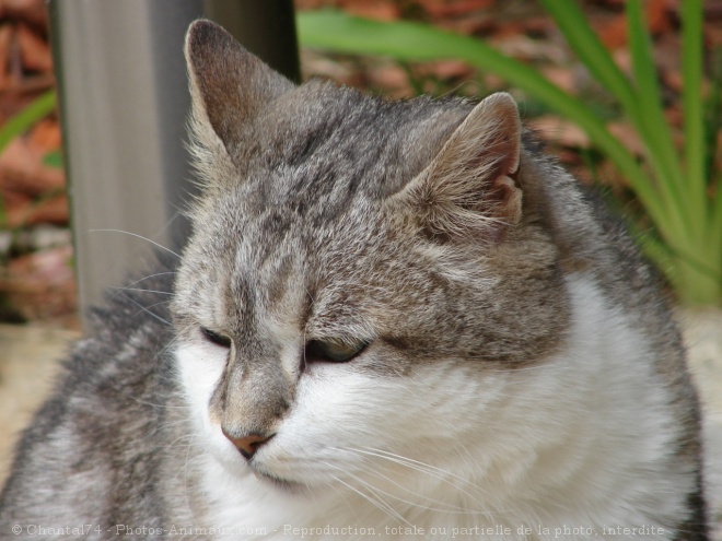 Photo de Chat domestique