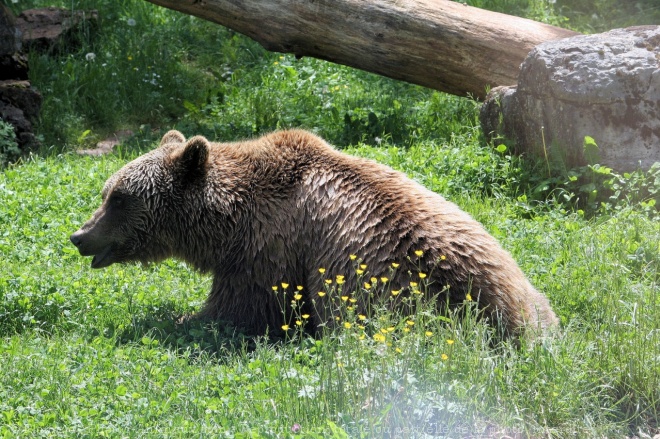 Photo d'Ours