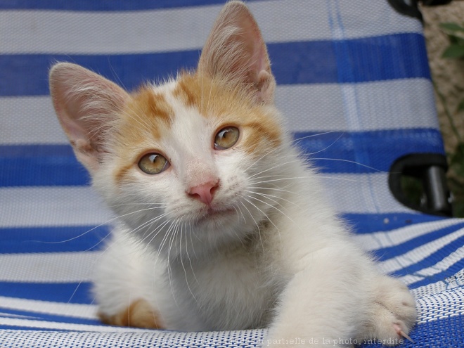 Photo de Chat domestique