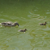 Photo de Canard colvert