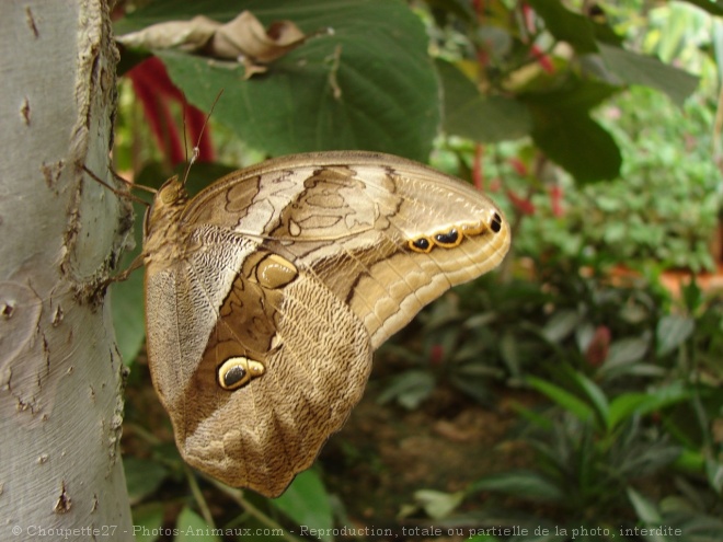 Photo de Papillon