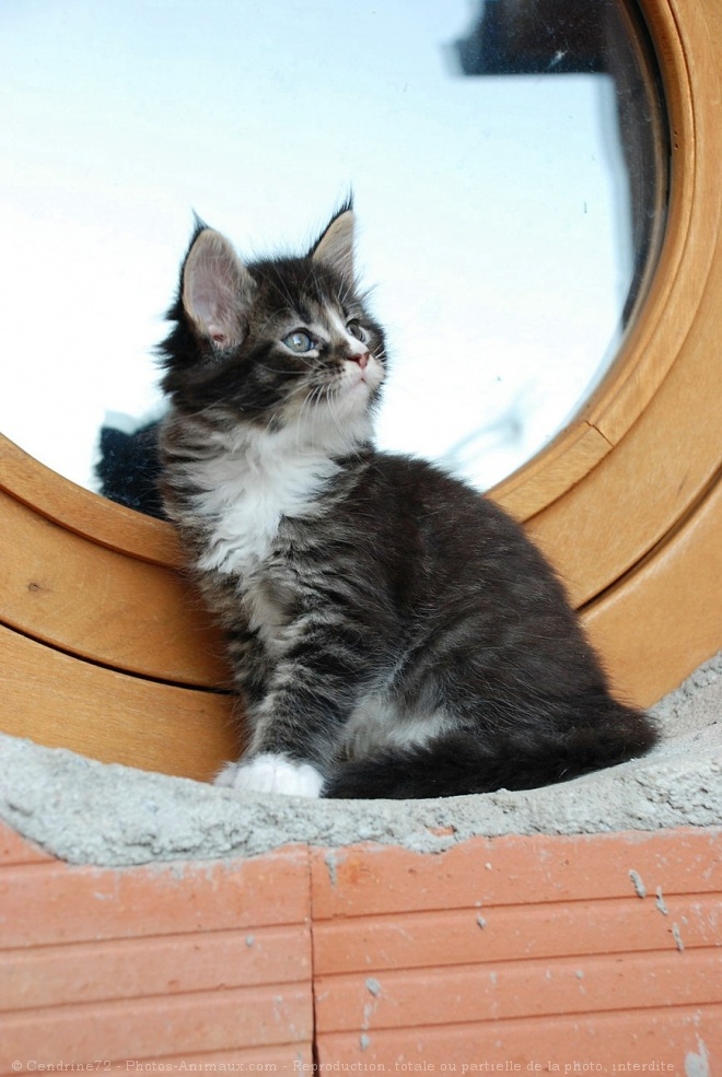 Photo de Maine coon