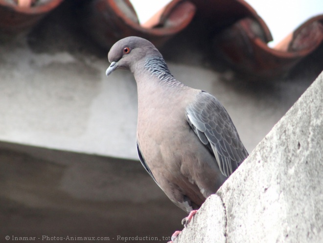 Photo de Pigeon