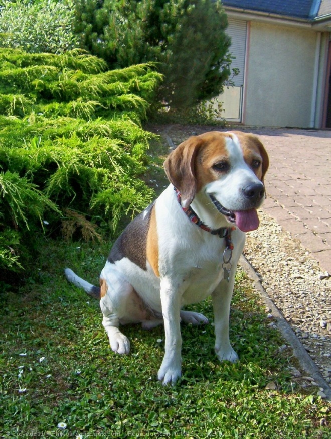 Photo de Beagle