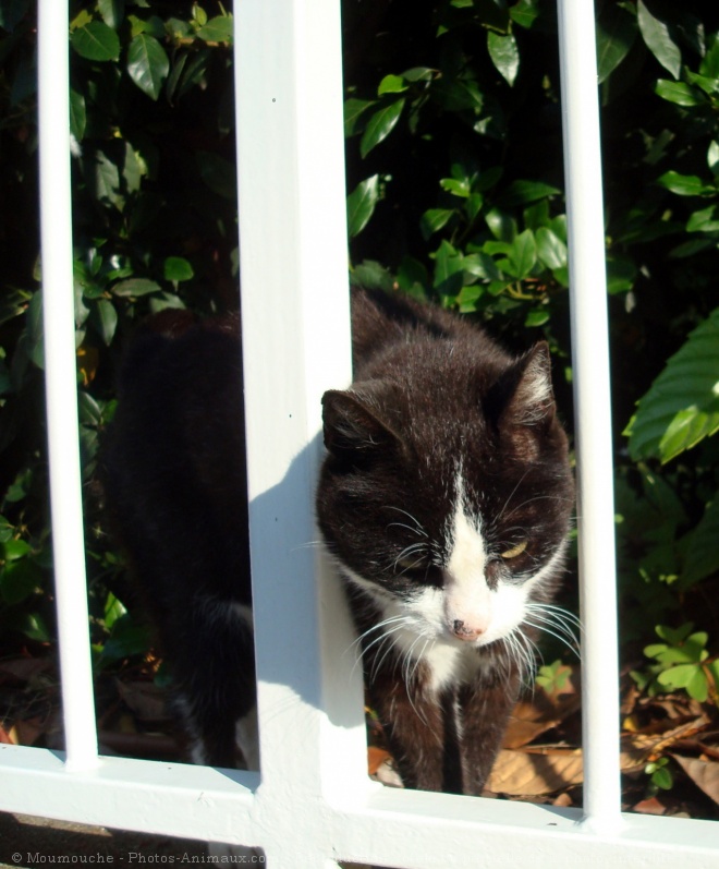 Photo de Chat domestique