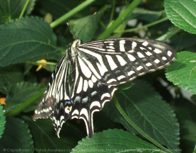 Photo de Papillon