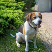 Photo de Beagle