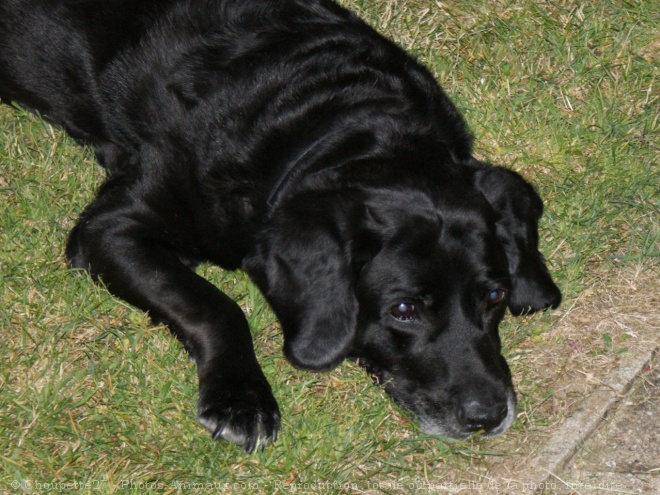 Photo de Labrador retriever