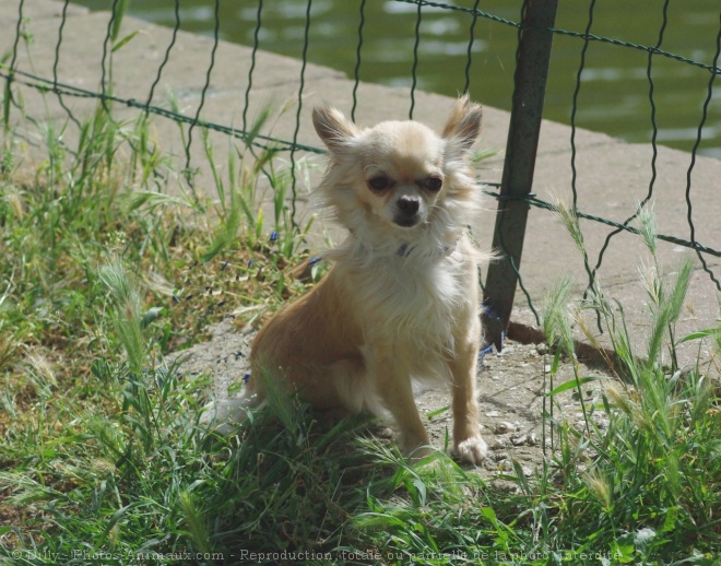 Photo de Chihuahua  poil long