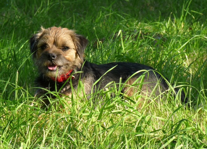 Photo de Border terrier