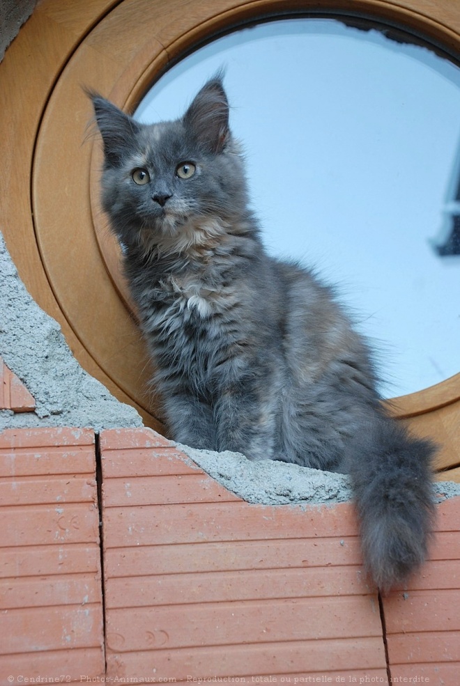 Photo de Maine coon