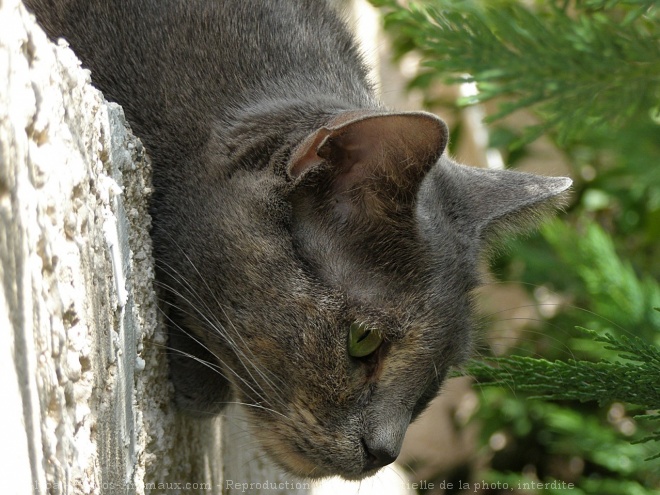 Photo de Chat domestique